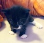 KittenMautz (3)